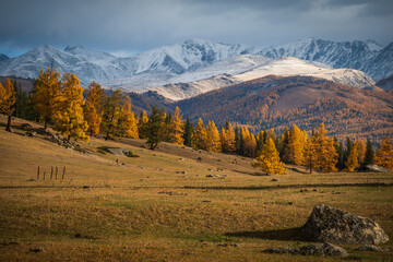 Obraz premium Autumn larch trees in golden color on rolling hills, snow dusted peaks under dramatic clouds and soft late day light.