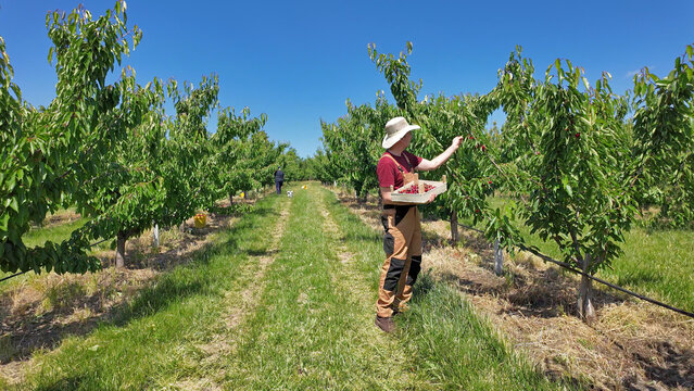 Farmer picking fresh red cherries on a farm.