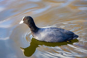 Fototapeta premium Eurasian coot swimming in calm natural water. Common coot moving across peaceful water surface. 