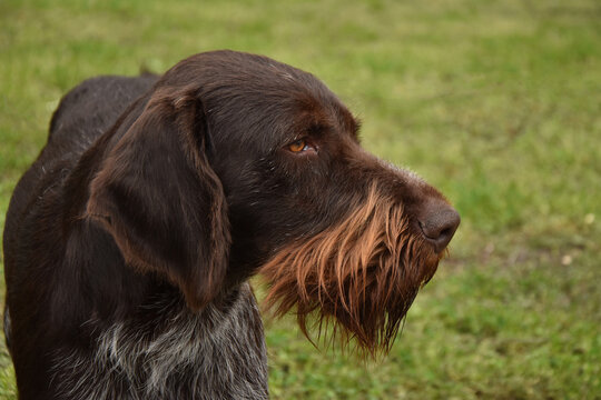 German wirehaired pointer dog closeup outdoor portrait