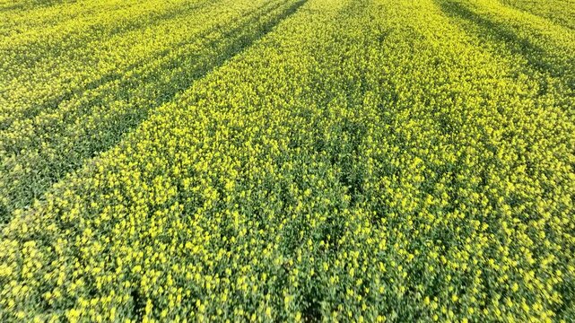 Flying over canola field. Cultivated rapeseed canola plantation field