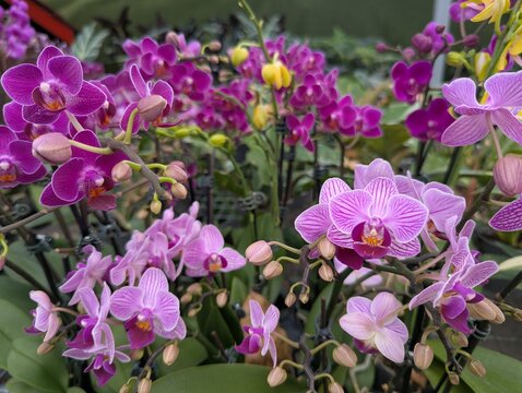 Colorful mix of Phalaenopsis orchid flowers bloom