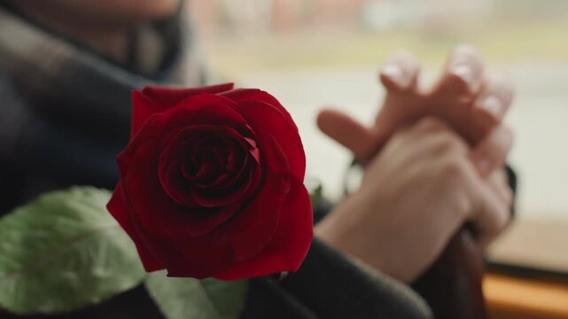 Red rose foreground hands clasped inside, creator offering romantic gift during window commute, cinematic detail on petals and leaf, soft blurred background with warm tones, intimate mood conveying