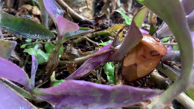 4K macro footage of Tessaratoma papillosa on purple leaves with water droplets. Tropical insect detail. Ideal for agriculture, pest, macro, ecology, and biodiversity themes.