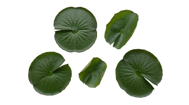 Assorted green lily pads with glistening water drops, a natural photograph isolated on a transparent background.