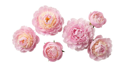 Beautiful pink peony flowers in various stages of bloom, with delicate petals, isolated on a transparent background. © Nathan
