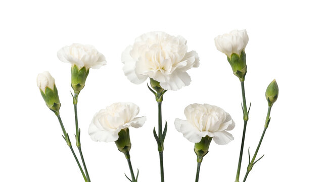 Fresh white carnation flowers with lush green stems and closed buds, gracefully isolated on a transparent background.