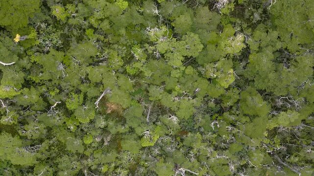 Calbuco chile patagonia river lake nature mountain trees clouds winter dusk morning drone