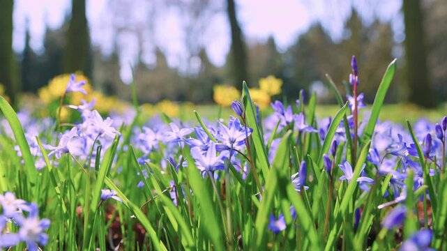 Smooth panning camera movement through a blooming meadow of blue scilla flowers. Surrounded by forest, bright daylight highlights vibrant spring colors and natural depth.