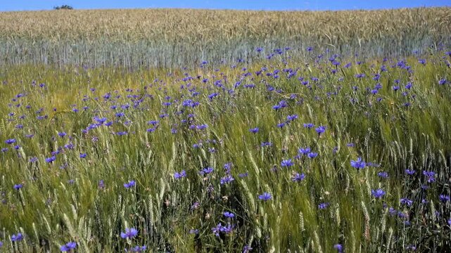 Beautiful agricultural meadow with blooming blue wildflowers and ripening cereal crops in the bright morning light.
