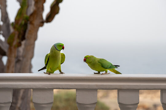 The conquest and love life of a pair of ring-necked parakeets