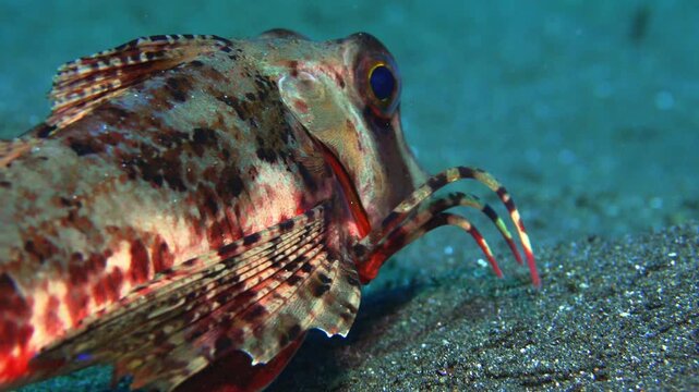 Rare footage of Chelidonichthys lastoviza using specialized pectoral legs to crawl