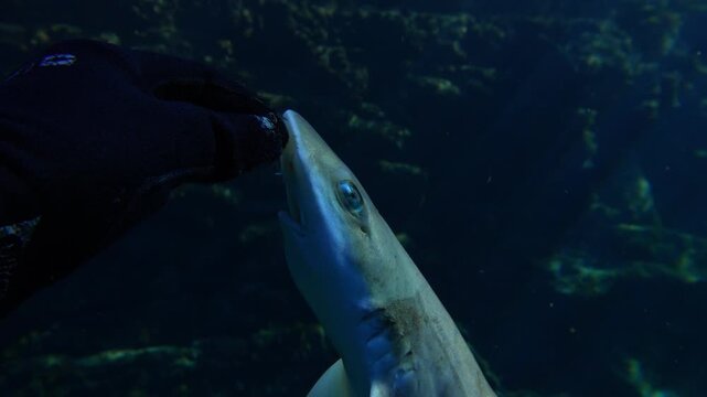 Freediver holding Mustelus mustelus carcass by nylon line with sunbeams. Overfishing.