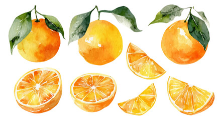 Watercolour painting of fresh juicy oranges with green leaves and various citrus fruit slices isolated, representing healthy eating, refreshment, and natural ingredients © Narin