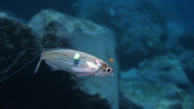 Boops boops struggling with nylon lines and bright plastic lures attached