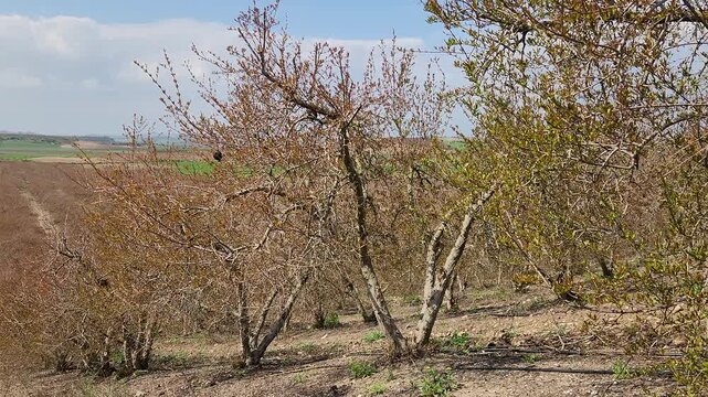 Shooting reddish green fressh leaves of the trees in a pomagranate (Punica granatum) orchard in Medierranean nature in the begin of April