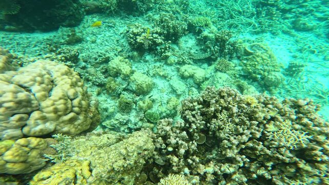 Foxface rabbitfish gliding over coral reef in clear tropical waters Palawan