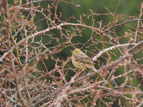 Female Yellowhammer (Emberiza citrinella) perched alertly in a thorny thicket