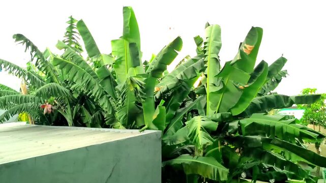 Banana trees with large green leaves growing beside residential building under bright sky. Tropical agriculture and urban nature concept
