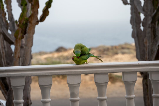 The conquest and love life of a pair of ring-necked parakeets