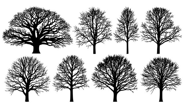 Winter tree silhouettes vector set leafless forest trees isolated