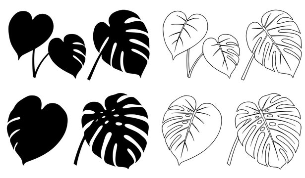 Monstera Leaf Outline Images  Browse 34,210 Stock Photos, Vectors, and  Video | Adobe Stock
