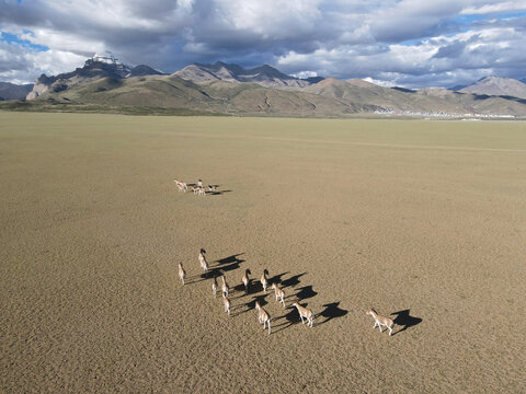 Drone aerial of Tibetan wild ass with Mount Kailash sacred mountain in background Tibet
