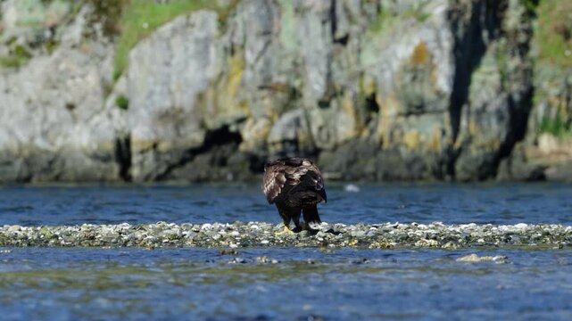 A juvenile bald eagle picks up a crab in it's beak and turns towards the camera.