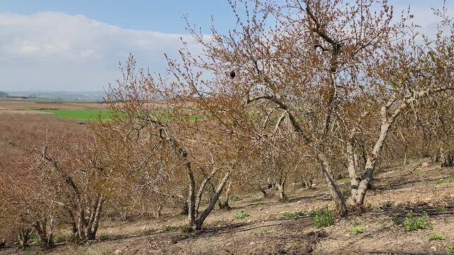 Shooting reddish green fressh leaves of the trees in a pomagranate (Punica granatum) orchard in Medierranean nature in the begin of April
