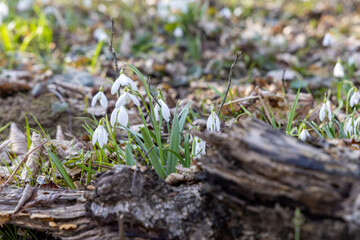 Fototapeta premium White snowdrops in the spring forest