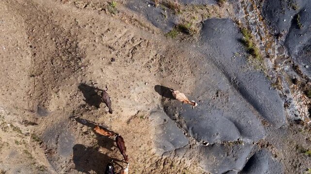 Skinny cattle in search of water in drought stricken weathered landscape. Aerial