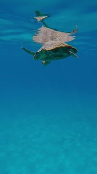 Vertical footage, Back view of Sea Turtle resting on turquoise surface of water and looks at down into bright sunrays, Close-up, Slow motion of Hawksbill Sea Turtle or Bissa, Eretmochelys imbricata
