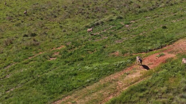 Herd of female kudu run in slow motion over green field on game reserve, aerial