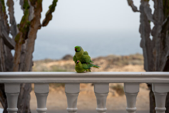 The conquest and love life of a pair of ring-necked parakeets