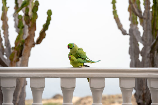The conquest and love life of a pair of ring-necked parakeets