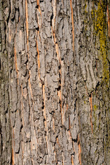 Fototapeta premium Silver maple bark detail - Latin name - Acer saccharinum