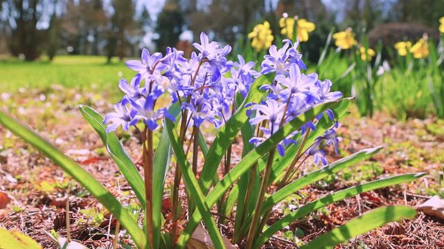 Smooth panning camera movement through a blooming meadow of blue scilla flowers. Surrounded by forest, bright daylight highlights vibrant spring colors and natural depth.