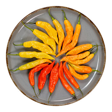 Arrangement von Chili-Schoten der Sorte Bhut Jolokia ( Capsicum chinense ) in unterschiedlichen Reifegraden auf einem Teller