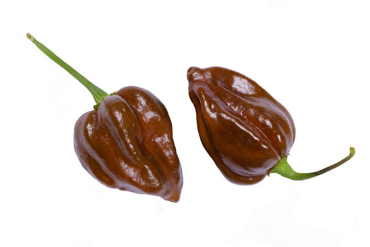 Chocolate Habanero Chili ( Capsicum chinense ) - 2 Schoten freigestellt