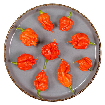 9 reife Carolina Reaper Chili Schoten auf grauem Keramikteller - Tabletop Nahaufnahme
