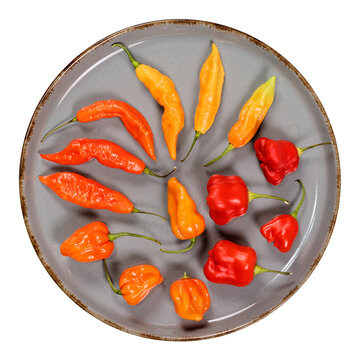 Schoten verschiedener scharfer Chili-Sorten mit unterschiedlichen Reifegraden auf grauem Keramikteller