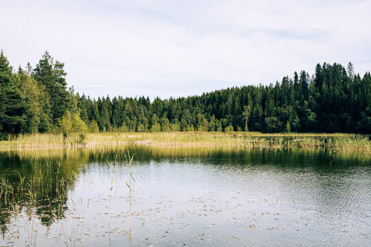 By the Eriksrudtjernet Lake and nature preserve, Toten, Norway.