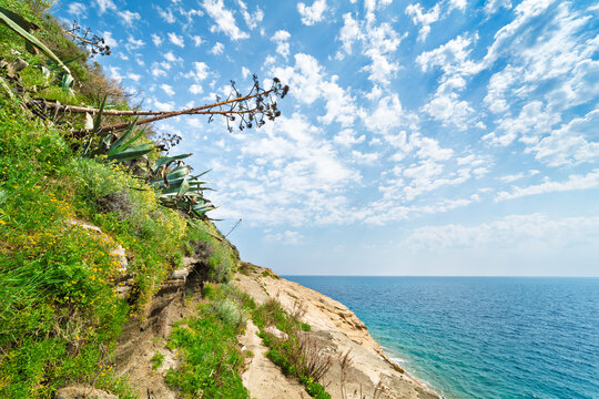 Rocky coastal slope with lush green vegetation and agave plants overlooking blue sea near Procida island, Italy. Natural landscape with bright blue sky and scattered clouds