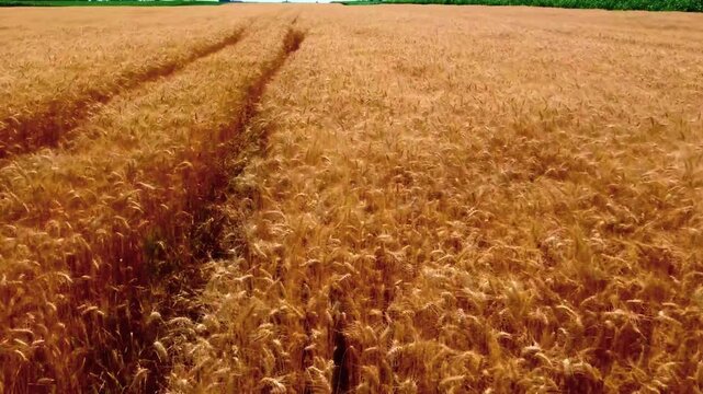 Beautiful golden grain field landscape under a clear sky, summer rural countryside scenery in 4k.
