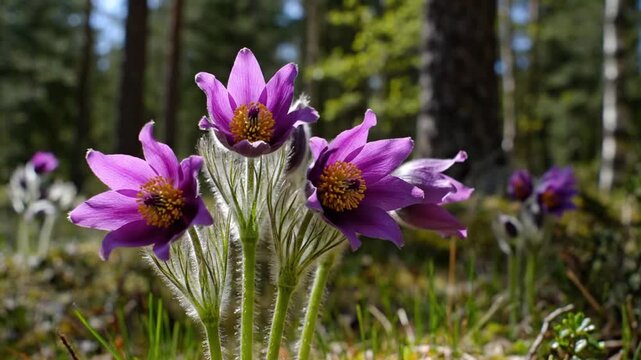 Purple pasqueflowers blooming in a sunny forest during spring