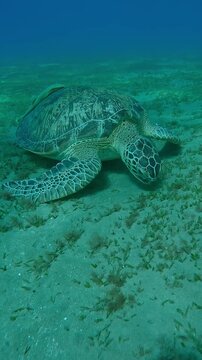 Vertical footage, Close-up of Sea Turtle grazing on sea floor eating green sea grass in sun glare, Slow motion, Camera moving forward approaching the Great Green Sea Turtle, Chelonia mydas