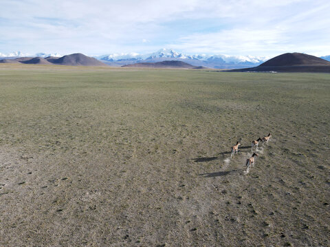 Drone view of kiang herd crossing vast desert plateau in Tibet China
