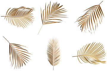 Elegant golden palm tree leaves set isolated on a transparent background. © Akbar