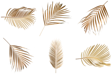 Fotobehang Goud Elegant golden palm tree leaves set isolated on a transparent background.  © Akbar