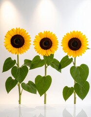 Obraz premium Three Tall Sunflowers With Bright Yellow Petals and Green Stems Against White Backdrop
